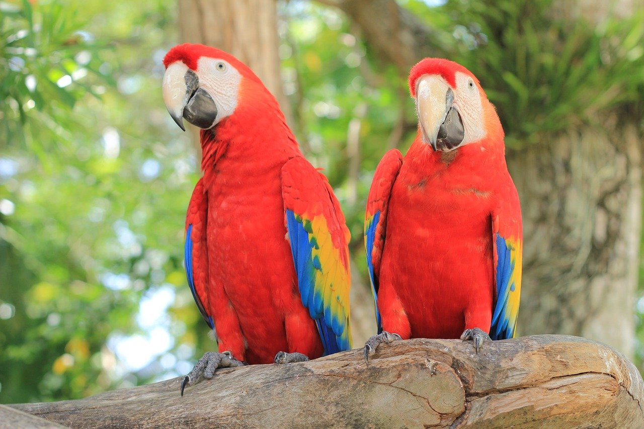 parrot, scarlet macaw, bird-2708091.jpg